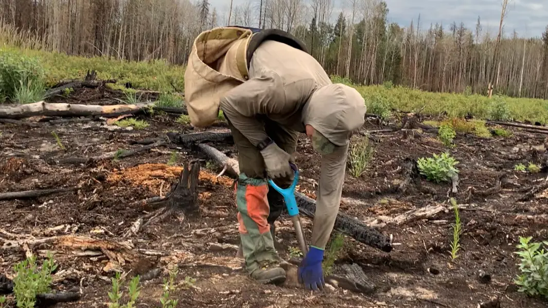 カナダ人男性、24時間で2万3,000本の木を植えて気候変動と闘う