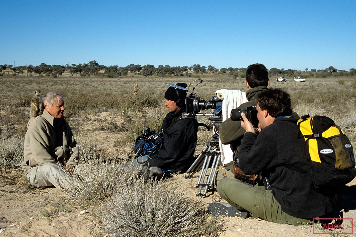 『The Life of Mammals』シリーズの撮影中、カラハリ砂漠でミーアキャットと共演するアッテンボロー