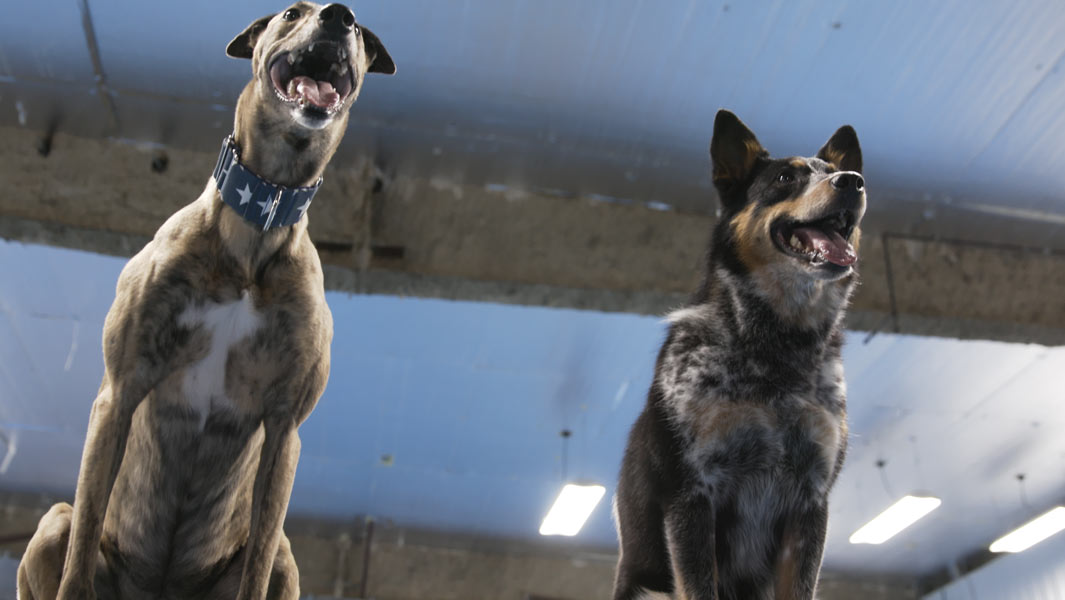 2匹の保護犬が『ある技』で世界一に！その驚きのスキルとは……？