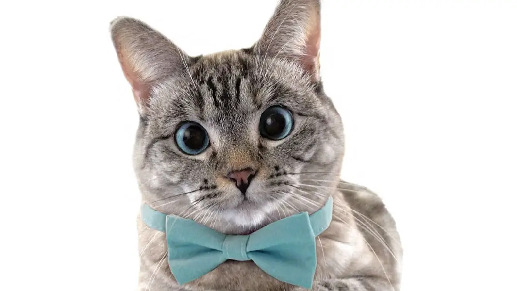 猫のナラちゃん、インスタグラムで最も人気のある猫としてギネス世界記録に認定