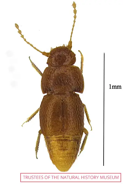 グレタ・トゥーンベリ氏にちなんでつけられた新種甲虫類「Nelloptodes gretae」