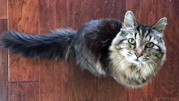 猫の最長寿記録～人間の170歳まで生きた猫｜ギネス世界記録