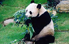 37歳の誕生日を迎えた最長寿のパンダ、ジアジア｜パンダのギネス世界記録