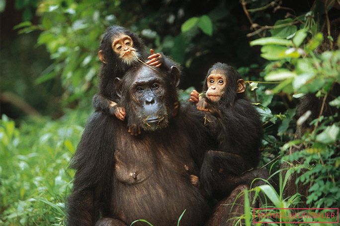 若かったころのゴールデンとグリッター、現在では最高齢の双子のチンパンジーにn