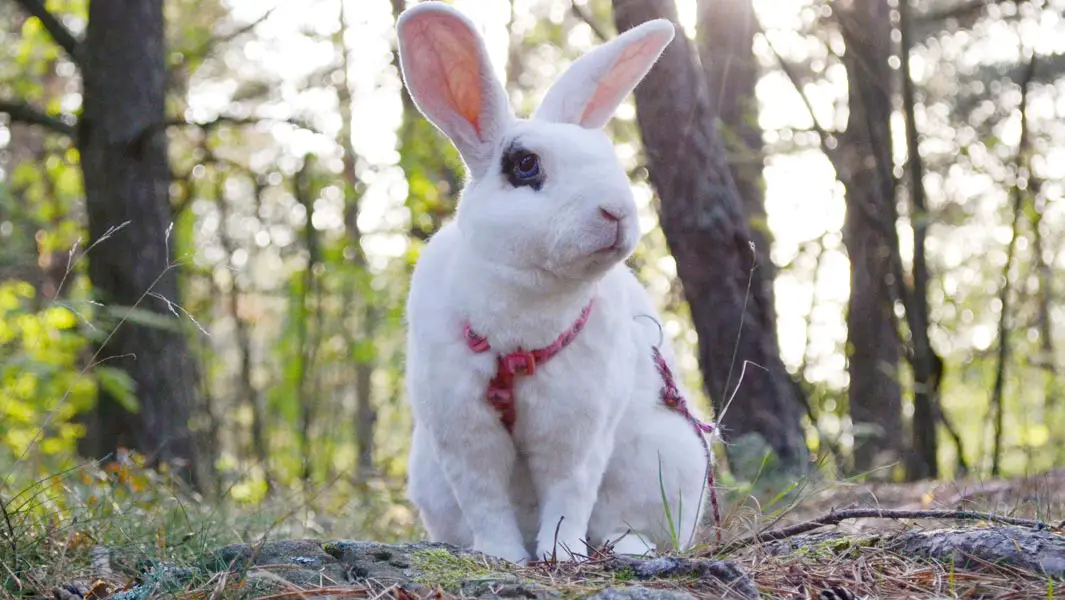 4歳のウサギが、1分間で20のトリックに成功し、ギネス世界記録に認定！