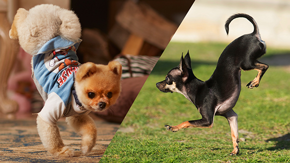 Jiff vs Konjo header