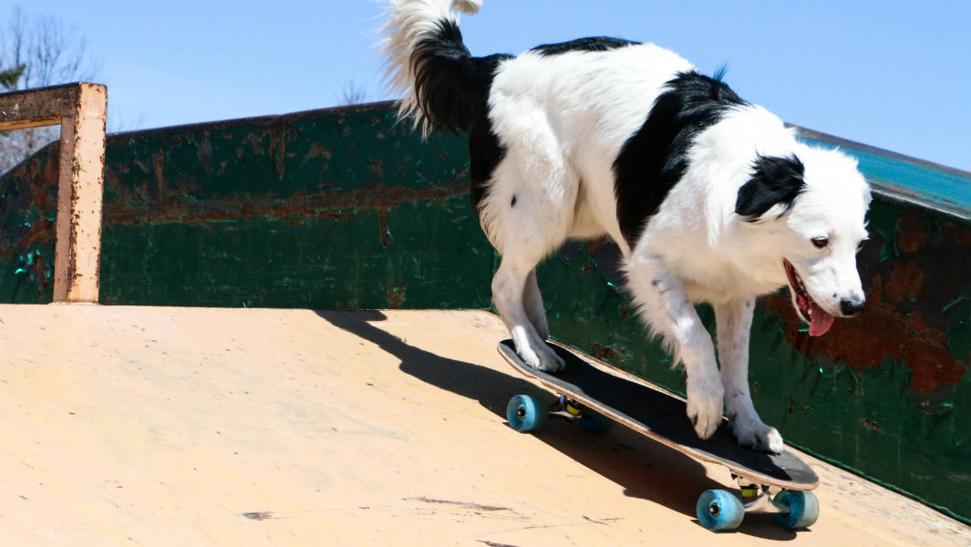 Most tricks performed by a dog in one minute 2