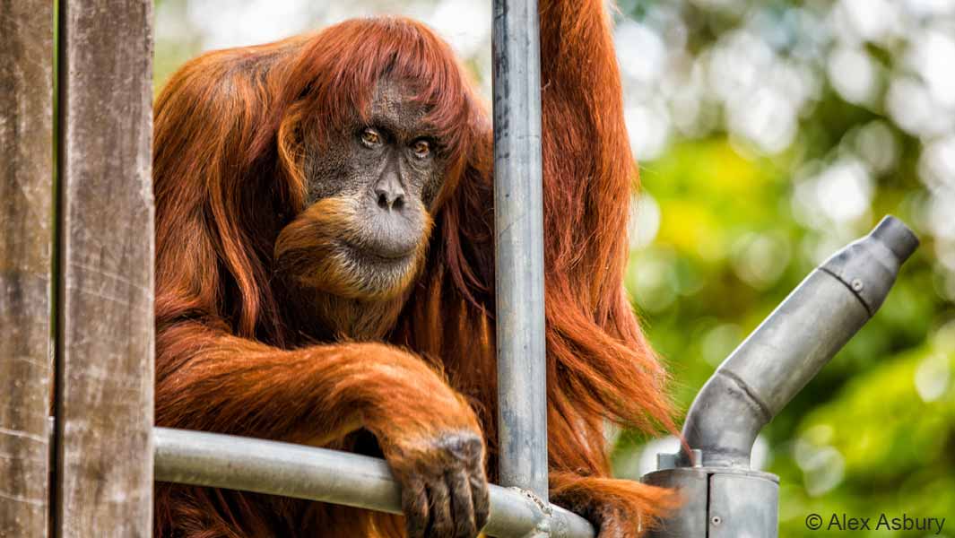 Puan oldest Sumatran orangutan