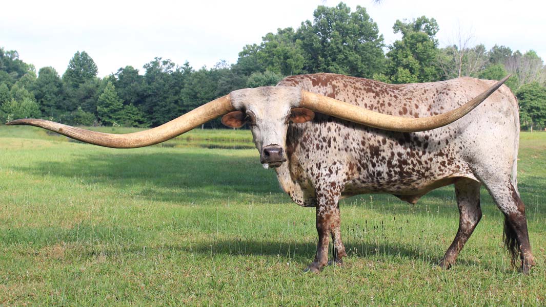 Largest horn spread on a steer ever | ギネス世界記録