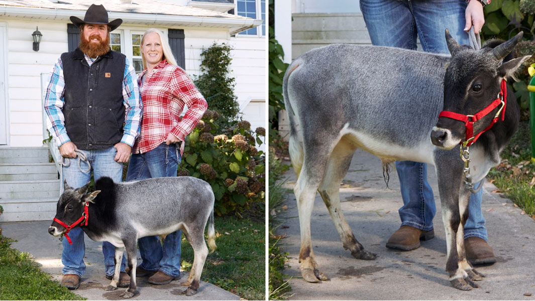 Shortest Bull Humphrey GWR website