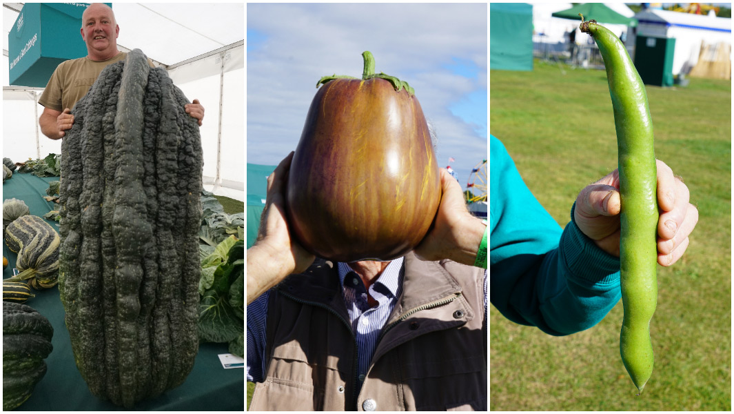 Big vegetables split image