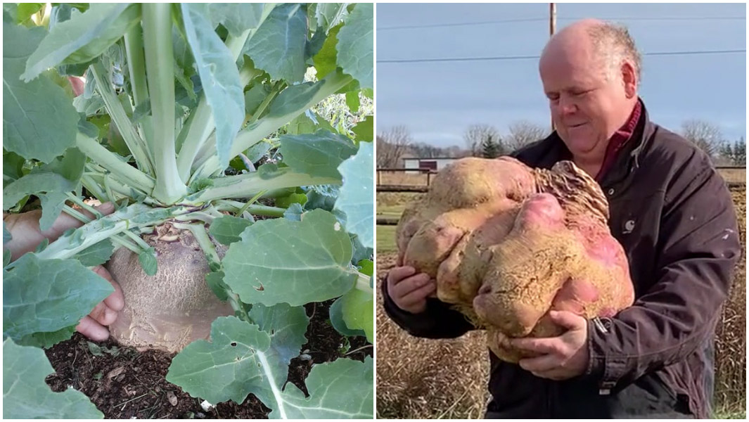 split image of the heaviest turnip
