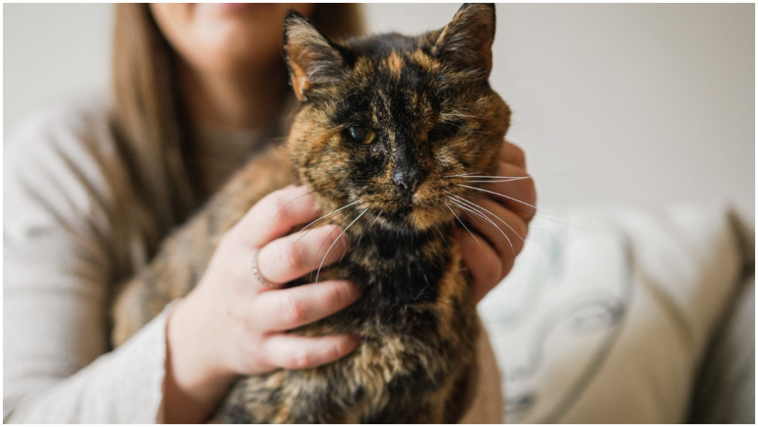 Oldest cat ever | ギネス世界記録
