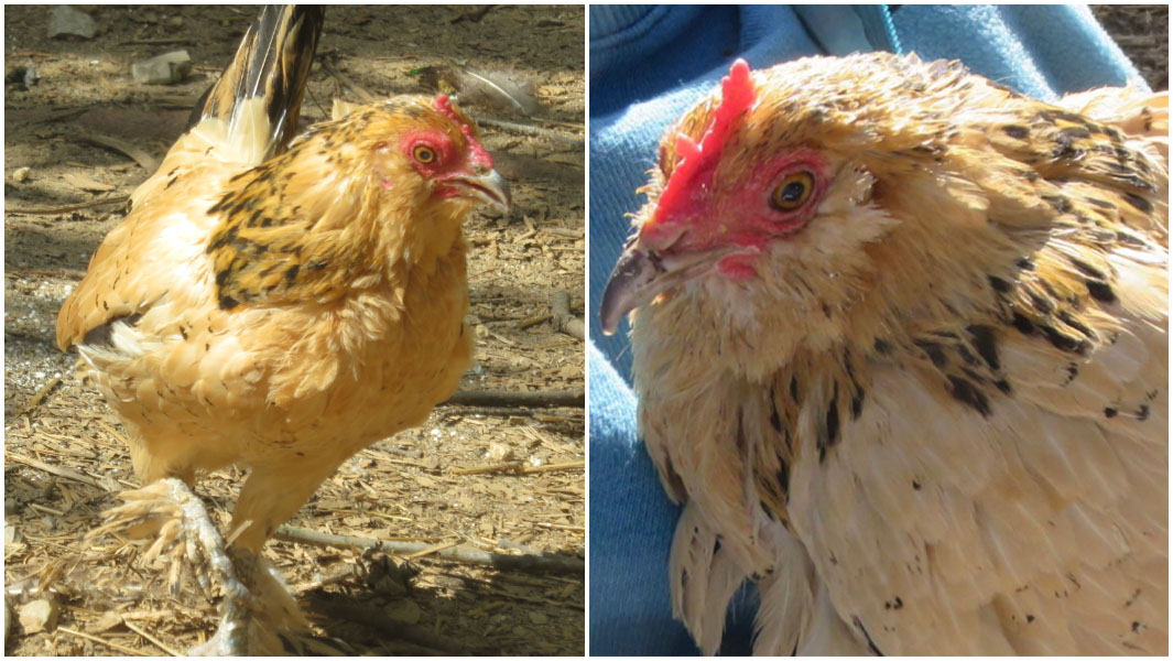 split image of Peanut the oldest chicken