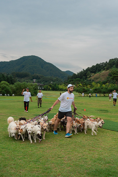 一人で38匹の犬と散歩⁉ 動物愛好家が挑んだ里親サポートの舞台裏