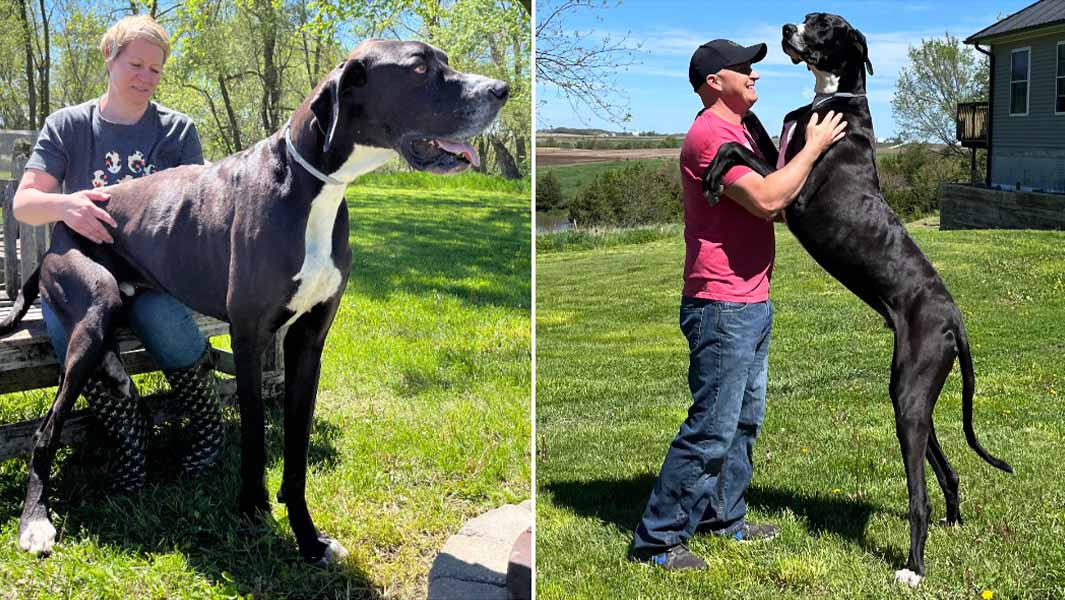 tallest dog kevin split with tracy and roger