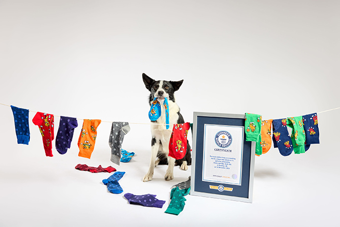 Simba Bonnie and Olga with certs