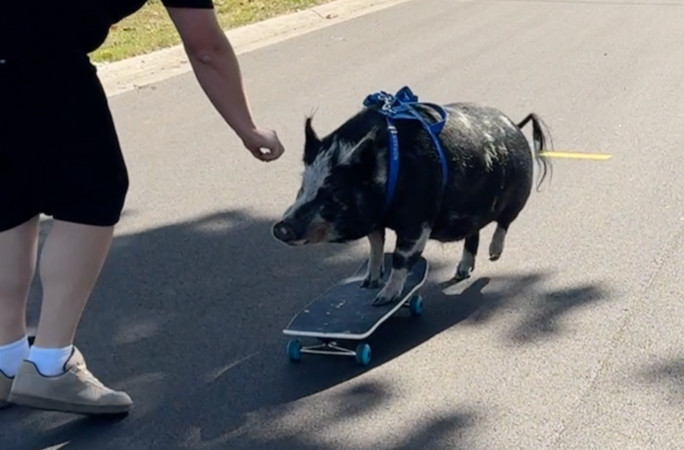 豚が跳ぶとき』 ノーバートくんのスケボースキルに皆注目！ | ギネス