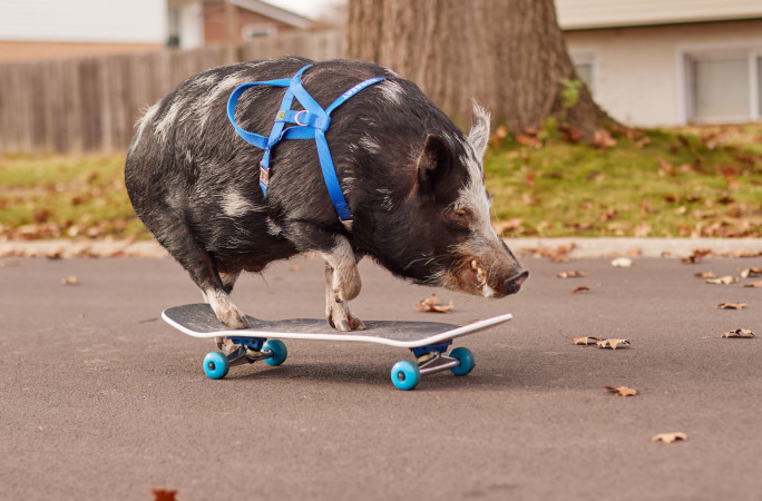 豚が跳ぶとき』 ノーバートくんのスケボースキルに皆注目！ | ギネス