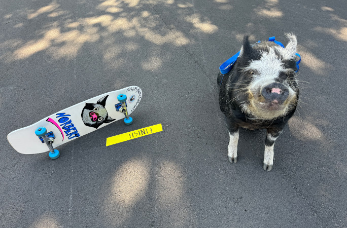 豚が跳ぶとき』 ノーバートくんのスケボースキルに皆注目！ | ギネス