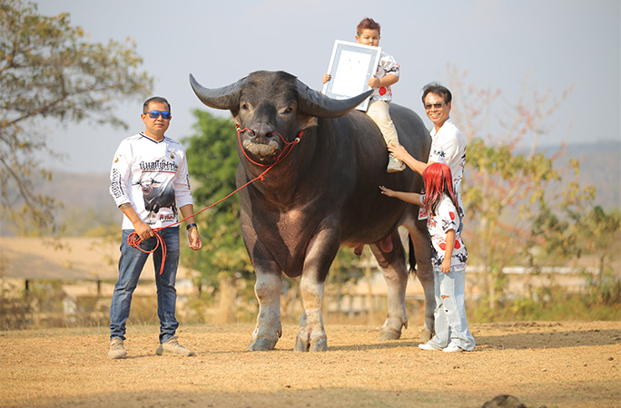 King Kong the water buffalo