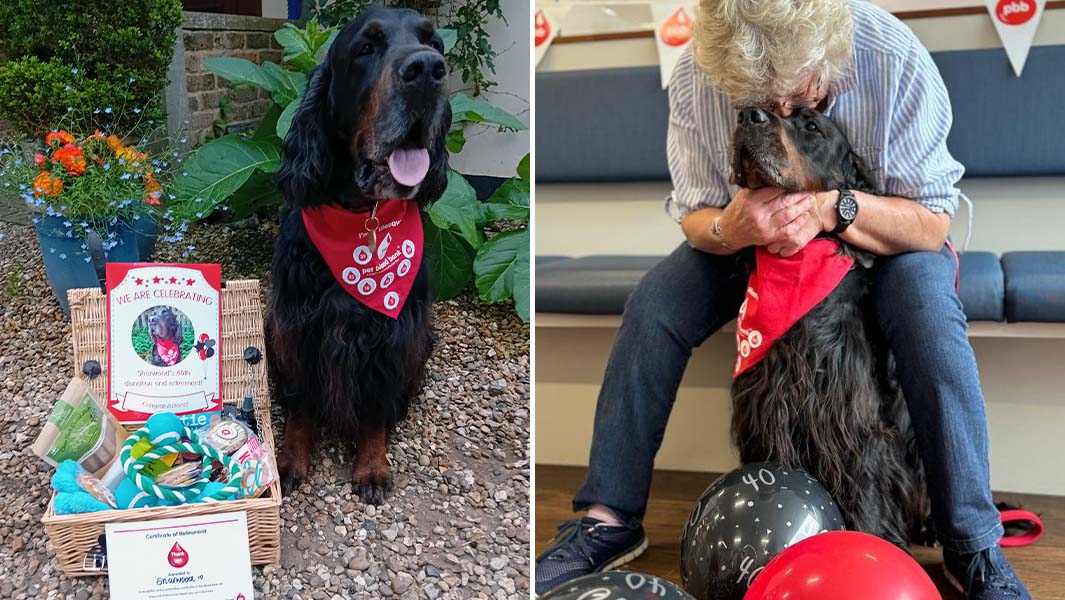 驚愕の献血量！一匹の勇敢な犬「シャーウッド」が数百の命を救った真実