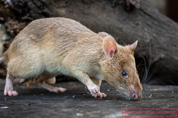 between-august-2021-and-february-2025-ronin-the-herorat-uncovered-109-landmines-in-cambodia