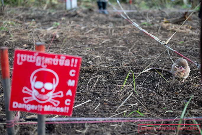 ronin-landmine-detecting-rat-on-an-active-minefield-in-siem-reap-cambodia