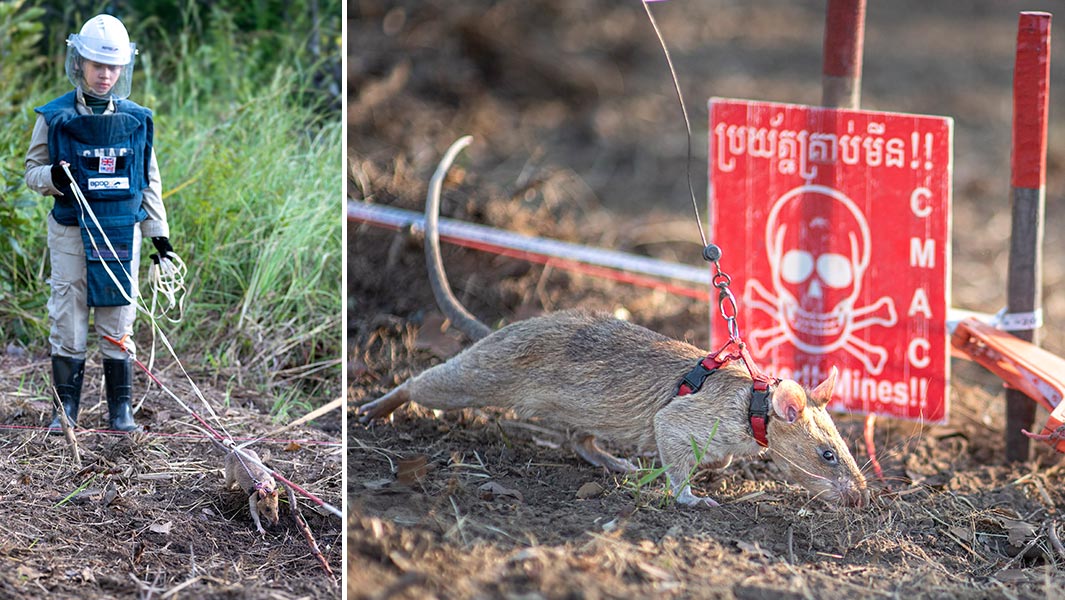 Landmine-detecting rat Ronin searching for unexploded weapons in Cambodia