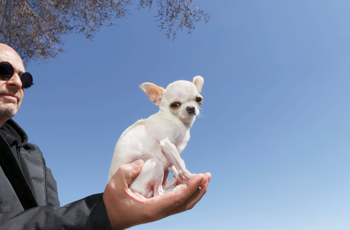 Pearl on her owner's hand