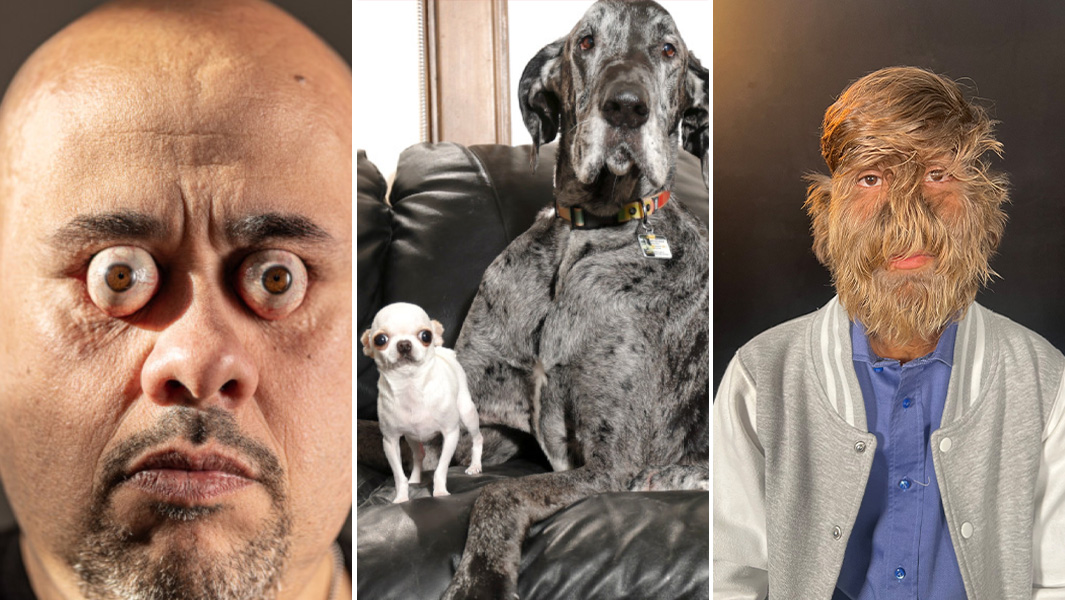 Split image eye-ball pop tallest shortest dogs and hairiest face