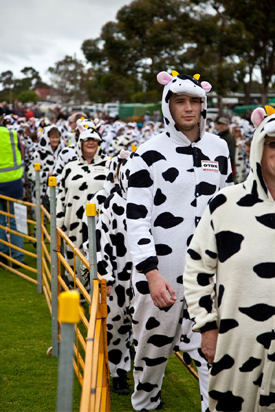 people lined up in cow costumes