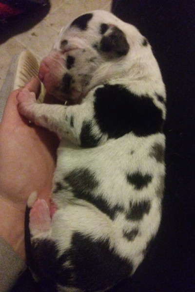 Minnie as a tiny puppy