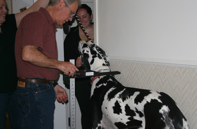Minnie being measured at the vets