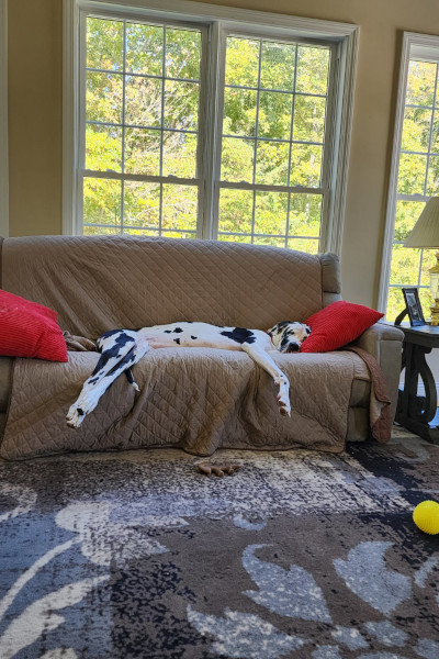 Minnie laying on the couch
