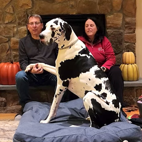 Minnie next to her owners