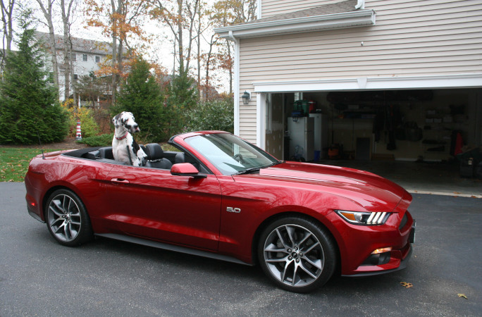 Minnie sitting in the Mustang convertible