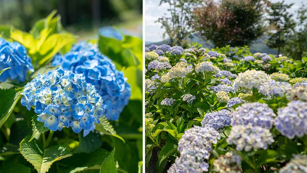 Hydrangea 1