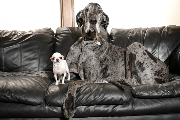 tallest and shortest dog on couch