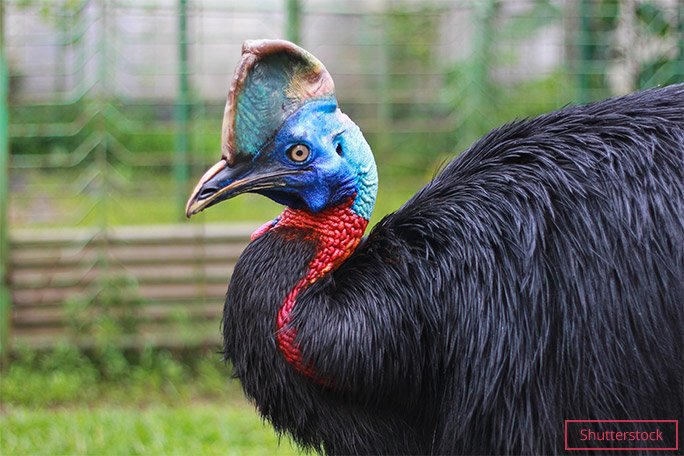 ヒクイドリはダチョウとエミューに次いで世界で3番目に身長のある鳥だ