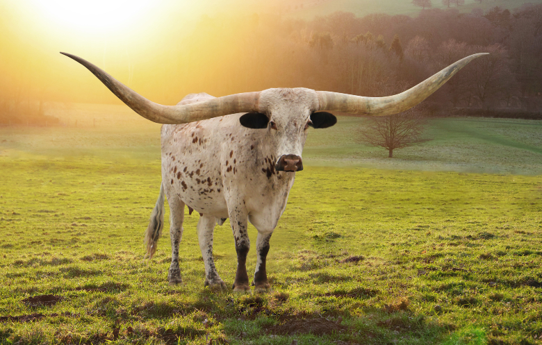 Largest horn spread on a cow living | ギネス世界記録