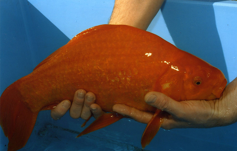 Longest goldfish | ギネス世界記録