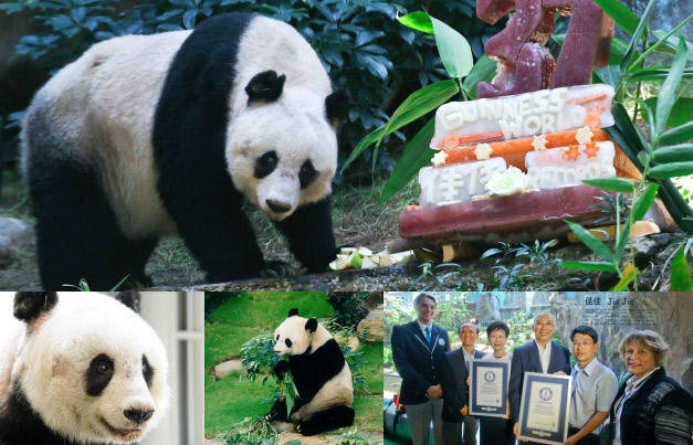 Oldest panda in captivity ever | ギネス世界記録
