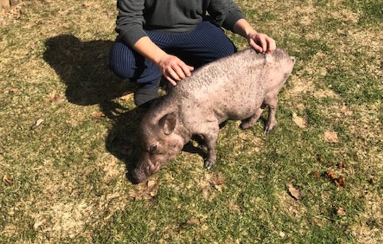 Oldest pig in captivity ever