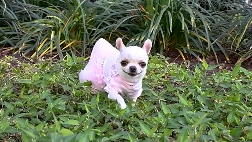 Shortest dog living